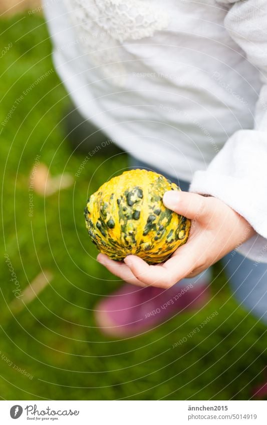 A child in the garden holds a small green yellow ornamental pumpkin in his hand Autumn Pumpkin Garden Park stop amass Find Green Yellow Child Infancy
