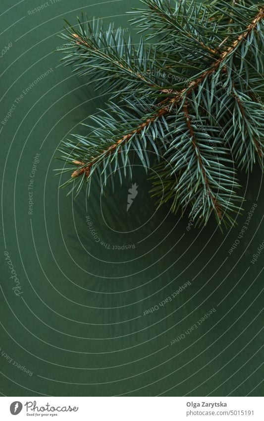Fir branch on green background. christmas fir spruce tree minimal monochrome ornament decoration new year color holiday xmas top view concept