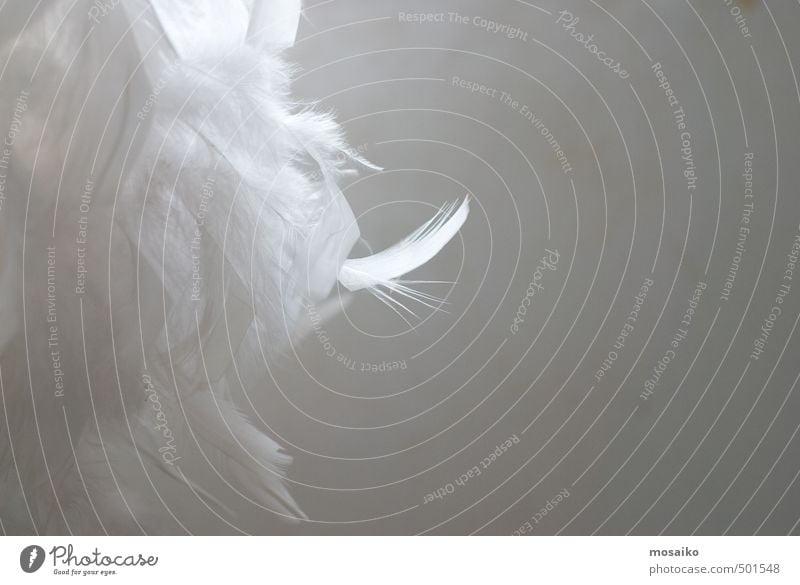 illuminated white feathers - text space Beautiful Skin Health care Wellness Well-being Senses Relaxation Bed Wedding Funeral service Wind Snow Kitsch