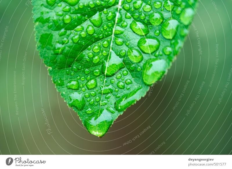 Green leaf and dew Life Summer Garden Environment Nature Plant Rain Grass Leaf Drop Growth Fresh Bright Wet Natural Colour water background Dew close up