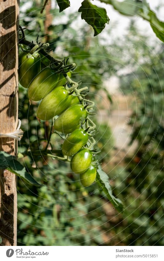 Unripe green small cherry tomatoes, home gardening concept. fresh plant natural farm agriculture field organic growing growth healthy vitamin food greenhouse