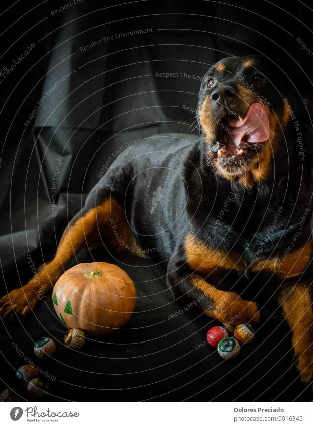 rottweiler dog with a halloween pumpkin animal autumn big breed brown candle canine carved celebration cute cute rottweiler dog dark decoration domestic evil
