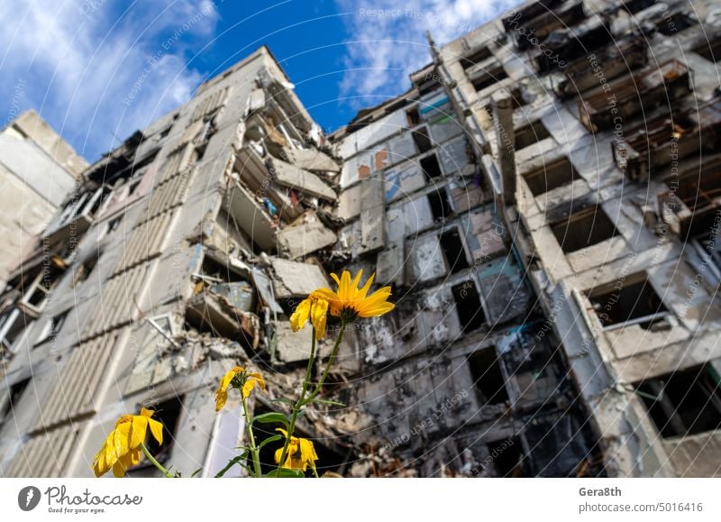 yellow flowers against the background of a destroyed house and a blue sky Donetsk Kherson Lugansk Mariupol Russia Ukraine abandon abandoned attack blown up