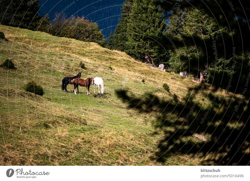 Horses on pasture in CH Alps horses Willow tree Meadow Nature Summer Landscape Animal Farm animal To feed Agriculture Switzerland Suisse Grisons swissmountains