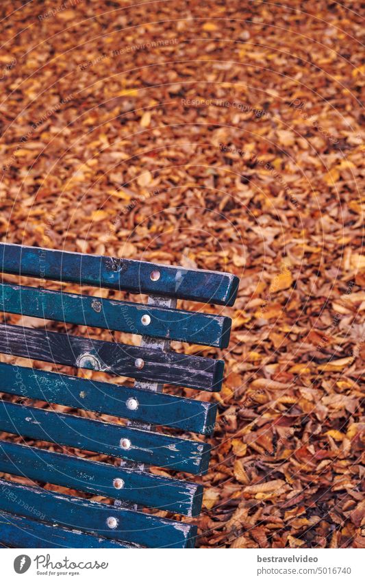 Empty wooden bench on a park against fallen leaves. Empty park bench park bench leaves public seating area defocused autumn leaves yellow orange green nobody