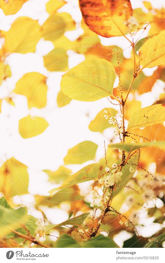 gelbes Laubdach mit Blüten Herbst herbstlich Laubbaum Blätter Herbstlaub blüten Natur natürlich Blätterdach Baum