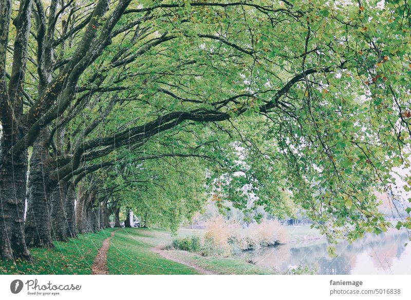 an der Saar Spaziergang Natur Luft schnappen grüne Lunge Saarbrücken Fluss Bäume Allee Trampelpfad Pfad Weg Wiese Ufer Flussufer Staden
