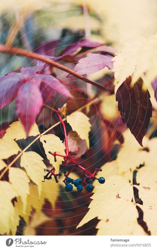 Herbstlaub gelb- bordeauxrot Laub herbstlich bordeaurot Farbschattierung Beeren Natur Zweige Äste Makro Blätter gefärbte Blätter Indian Summer