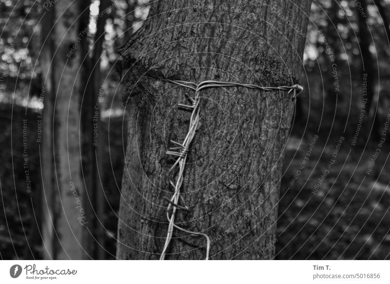 Barbed wire around a tree Tree bnw Black & white photo Exterior shot b/w Day Deserted Potsdam Wire