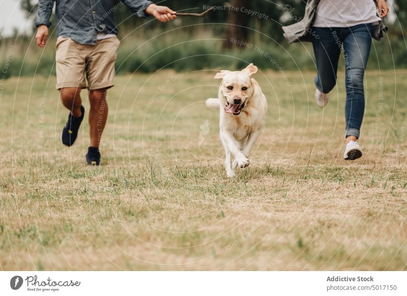 Anonymous man and woman playing with dog outdoors stick jump game playful park fun happy pet nature green animal labrador domestic retriever joyful together