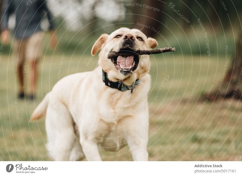 Funny dog ??running with stick in teeth play park pet fun happy nature green animal playing labrador retriever joyful together friendship beautiful adorable