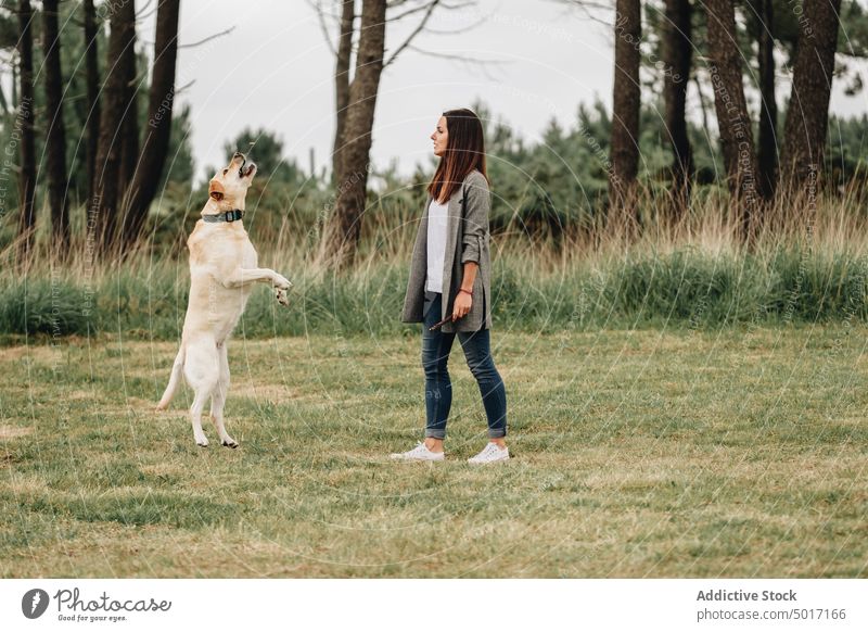 Woman holding stick and playing with dog jumping woman treat game playful park fun happy pet nature green animal labrador domestic retriever joyful together