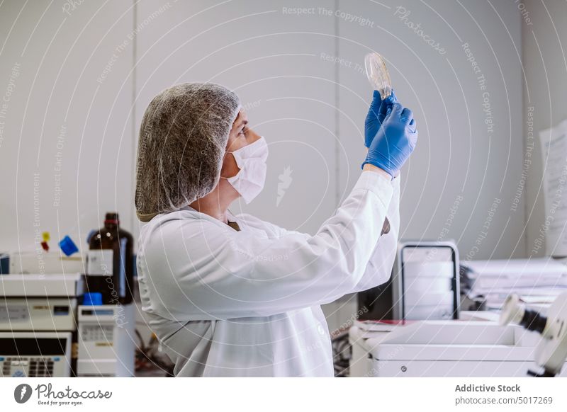 Woman Working With Petri Dishes In The Lab petri dishes agar technology infection colony technician scientist glove sample sickness germs fungi media protective