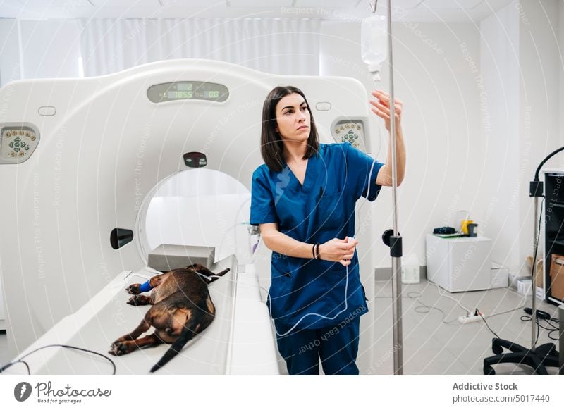Female veterinarian adjusting drop counter for operated dog in c unconscious reagent therapy canine clinic imaging equipment specialist medical concentrate