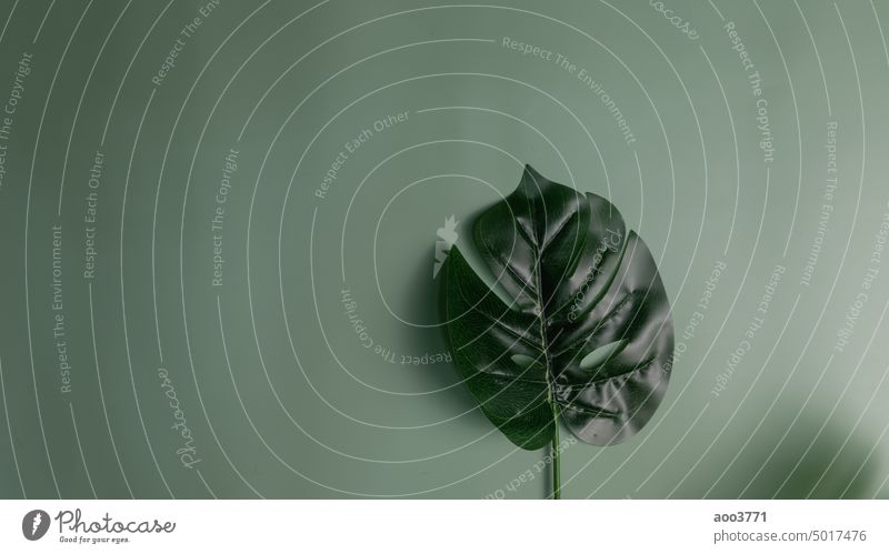 Green natural tropical leaves on green background. Abstract flat lay concept. Copy space. leaf foliage nature jungle palm botanical exotic minimal design flora