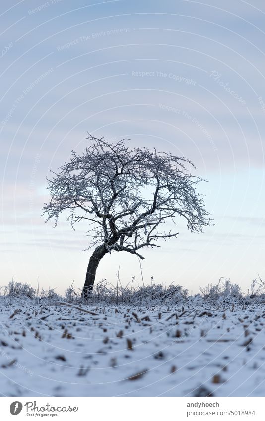 Single tree in winter and snowy field in the foreground alone beautiful beauty black branch branches cold cool countryside covered cut decorative detail