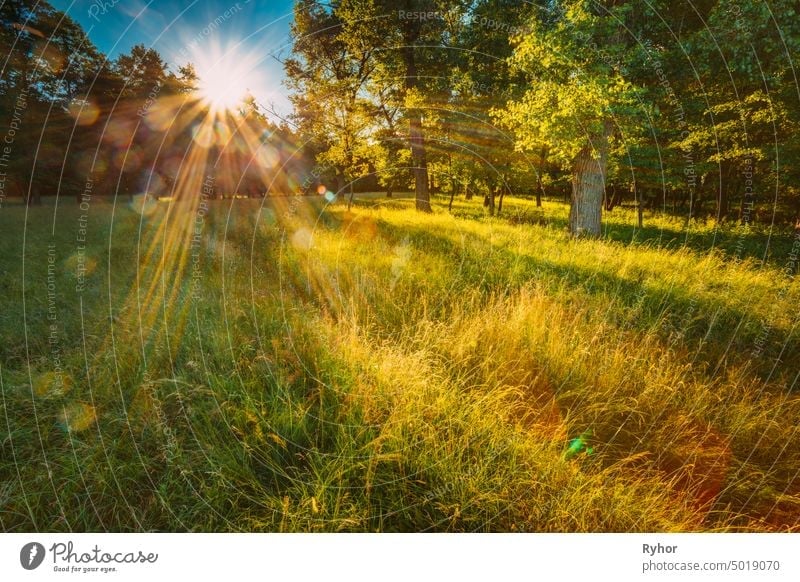 Sun Shining Through Green Foliage In Green Park Over Fresh Grass. Summer Sunny Forest Trees. Natural Woods In Sunlight. outdoor shiny sunlight scenic evening