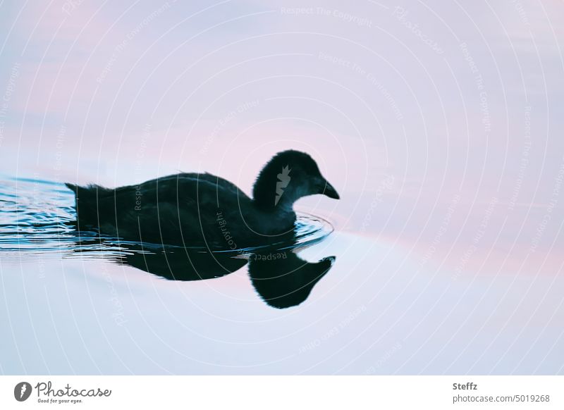 Water bird on a calm lake waterfowl Peaceful Chick moorhen Young bird Porzana tranquillity Calm Lake Light on the lake reflection Silhouette sky mirroring
