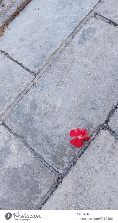 Contrast - red flower on gray concrete Red Gray grey background Concrete floor Contrasts geometric Zen tranquillity meditative Free space above
