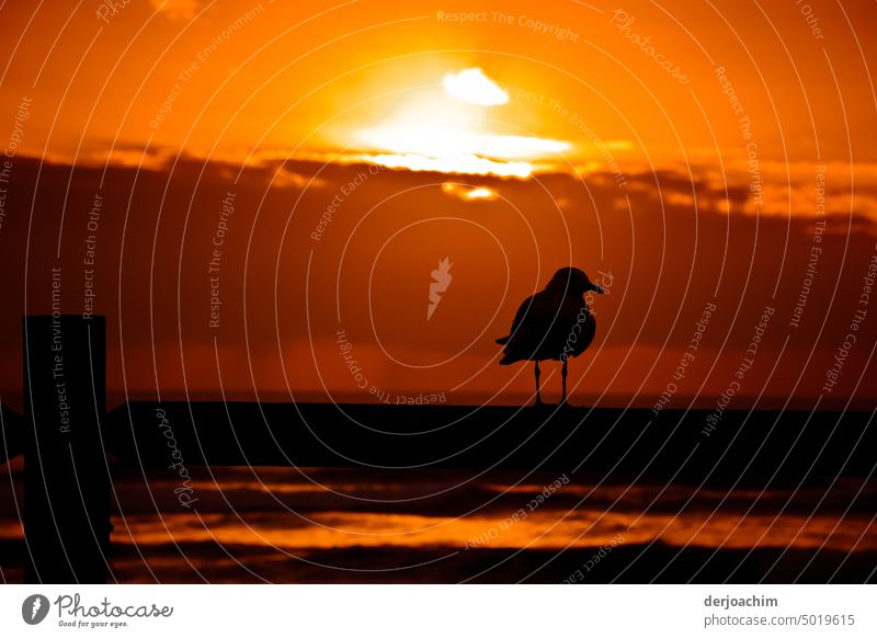 In spectacular colors the day at the sea says goodbye. A pretty seagull watches the photographer with interest sitting on a wooden beam. Sunset sea Sky Ocean