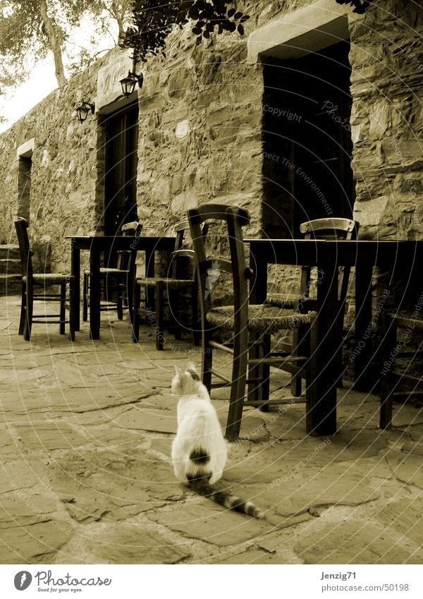 Tavern closed. Taverna Gastronomy Crete Chair Table Cat Closed Loneliness Calm Roadhouse Domestic cat Sepia