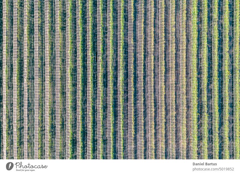 Hail net over apple trees from the air - background agriculturally farm Agriculture Anti-hail Apple orchard Art Colour colourful Landscape Cultivation