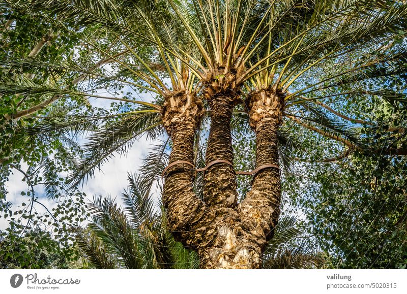 Date palm detail background botanical botany branch closeup date date palm exotic fresh garden green leaf natural nature pattern plant texture tree tropical
