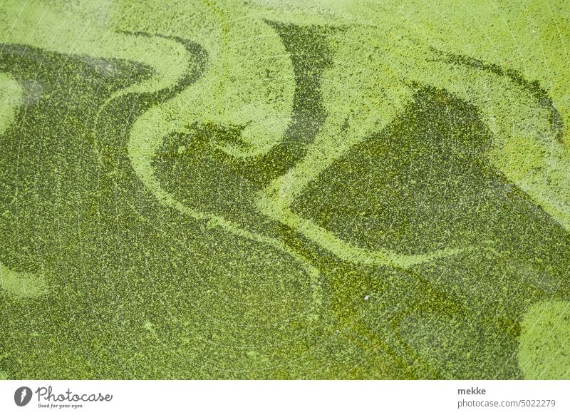 Green color play in the lake Water Algae carpet of algae Surface of water Pond Lake Nature Lakeside Plant Water reflection Calm Environment pigment pigments