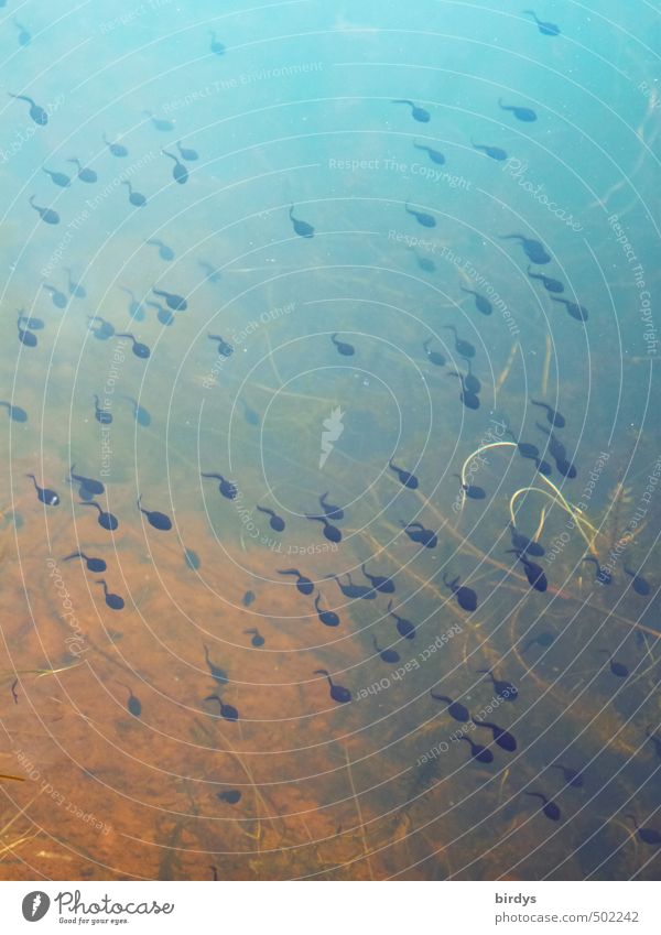 Animals l in swarm Water Summer Pond Tadpole Flock Swimming & Bathing Fluid Positive Blue Yellow Movement Nature Target Direction Colour Colour photo
