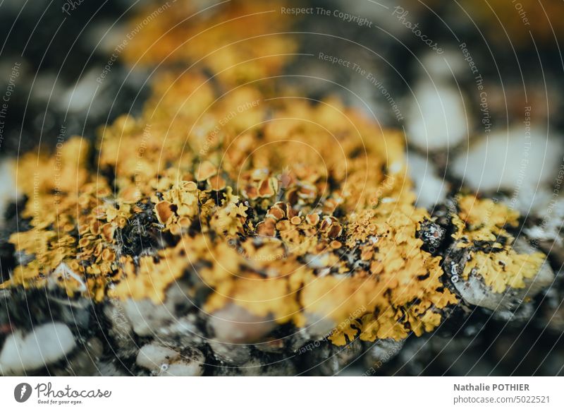 Lichens on a rock Yellow Rock Plant Exterior shot Colour photo Nature Macro (Extreme close-up) Detail Shallow depth of field Close-up Wild plant
