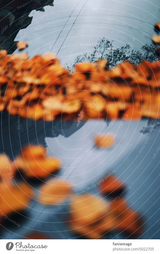 Laub auf Mercedes Herbstlaub herbstlich Blätter orange blau metallic metallisch Auto Haube Kühlerhaube Spiegelung Tiefenschärfe Baum fallende Blätter
