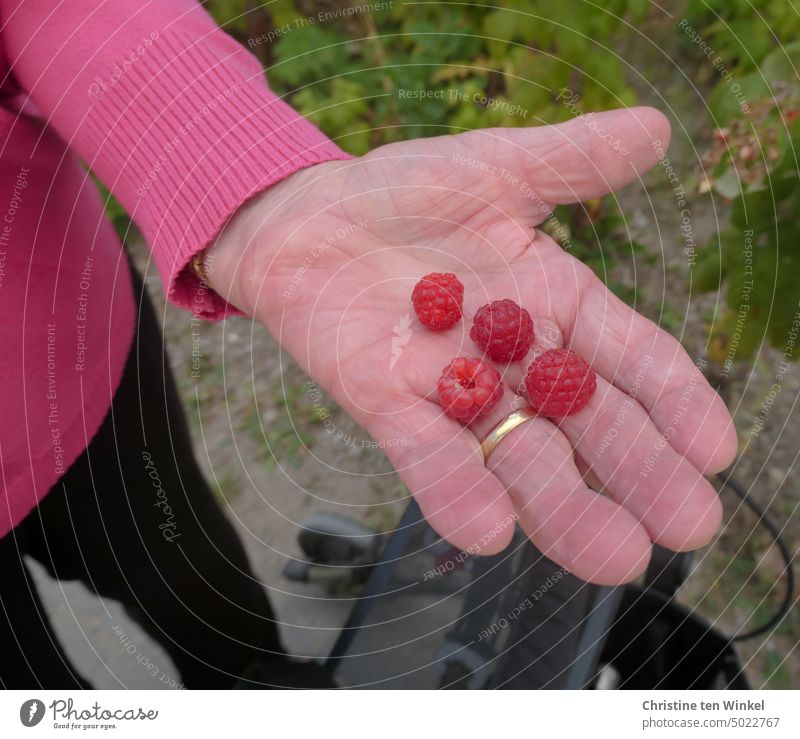 Fresh raspberries in the hand of a senior woman Senior citizen Hand Osteoarthritis Wedding band Raspberry Palm of the hand Indicate Picked harvested Rollator