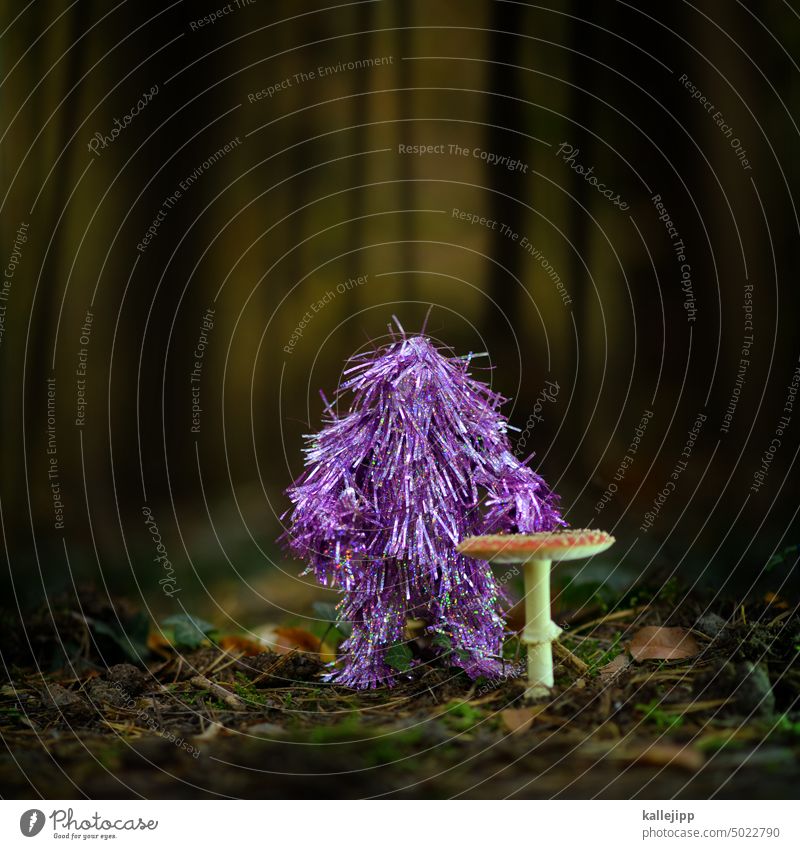 no party without mushrooms Autumn Mushroom Amanita mushroom Monster Party Dance Forest Woodground Moss fir needles trees Nature Exterior shot Colour photo Plant
