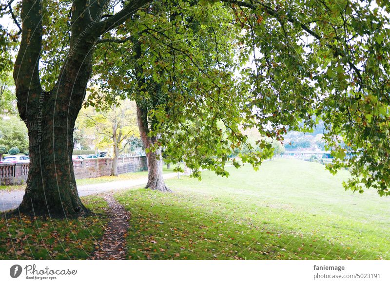 an der Saar Saarbrücken Staden Spaziergang Bäume Baum grün Herbst schlechtes Wetter Natur Luft schnappen frische Luft Waldbaden Entspannung
