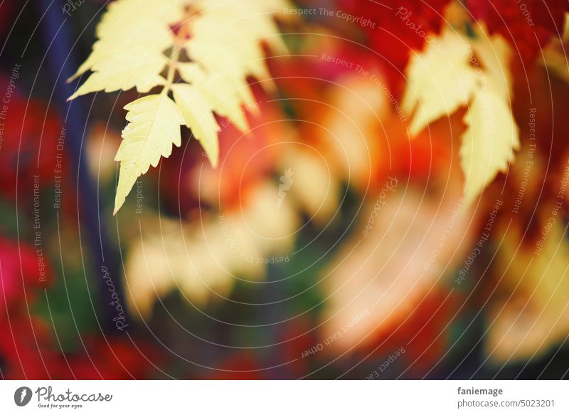 gelbes Blatt Herbstlaub herbstlich rot verfärbt Makro Nahaufnahme Spaziergang Bokeh Tiefenunschärfe Tiefenschärfe Gartenzaun Park Farben Wärme