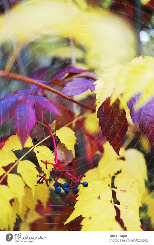 dunkles Herbstlaub mit Beeren Verzweigt herbstlich bordeauxrot dunkelrot gelb Filter gekreuzt Zweige