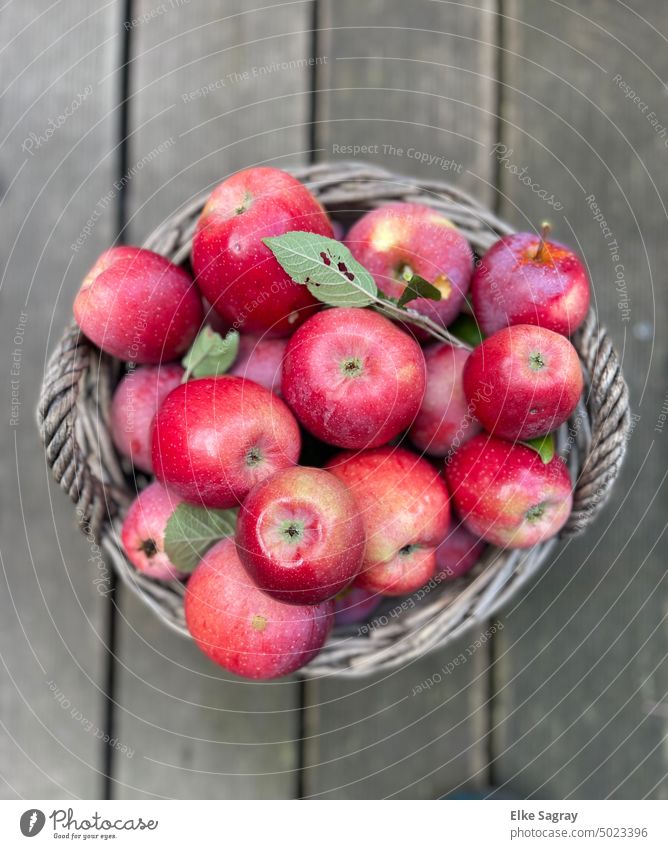 October apple harvest - basket full of apples from the garden Fresh Green Juicy Red Nature cute Delicious Nutrition Vegetarian diet Healthy Colour photo