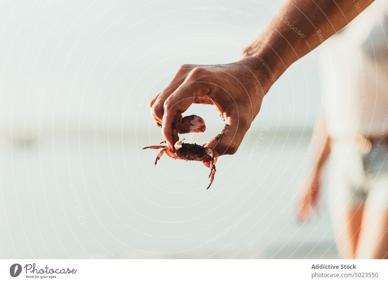 Unrecognizable man with crab in hand on beach summer sea animal nature seashore creature ocean