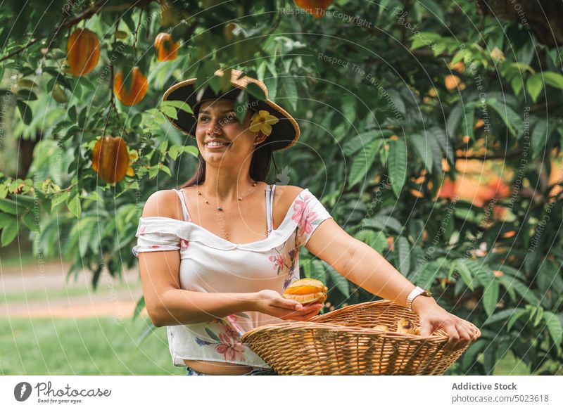Cheerful woman harvesting star fruits carambola tree garden smile gardener summer ripe pick female fresh cheerful plant happy hispanic ethnic natural glad