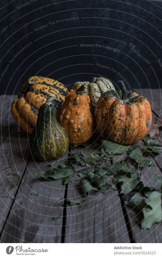 Assorted rustic pumpkins on dark wooden table organic healthy natural assortment harvest fresh food vegetarian fruit farm produce agriculture vegetable nature
