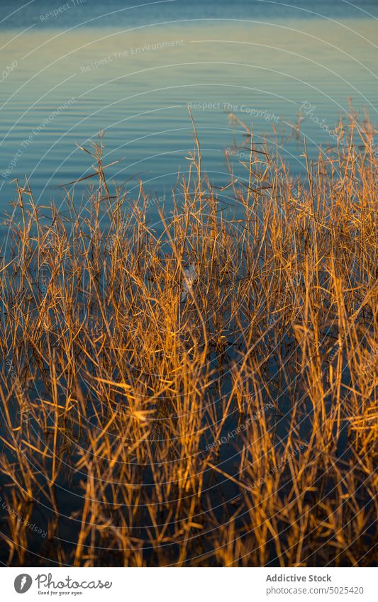 Dried plants in river water shore aqua nature waterside riverside flow dried consuegra spain europe toledo coast waterfront ripple lake environment scenic
