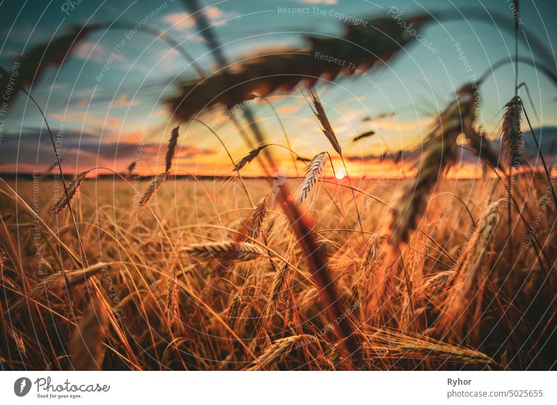 Wheat Field. Yellow Barley Field In Summer Season. Agricultural Harvest Season. Colorful Sky At Sunset Sunrise nobody sunlight countryside harvest landscape