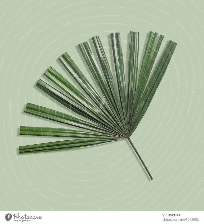 Palm leaf on green background, top view palm leaf summer design plant object white background single natural nature tropical