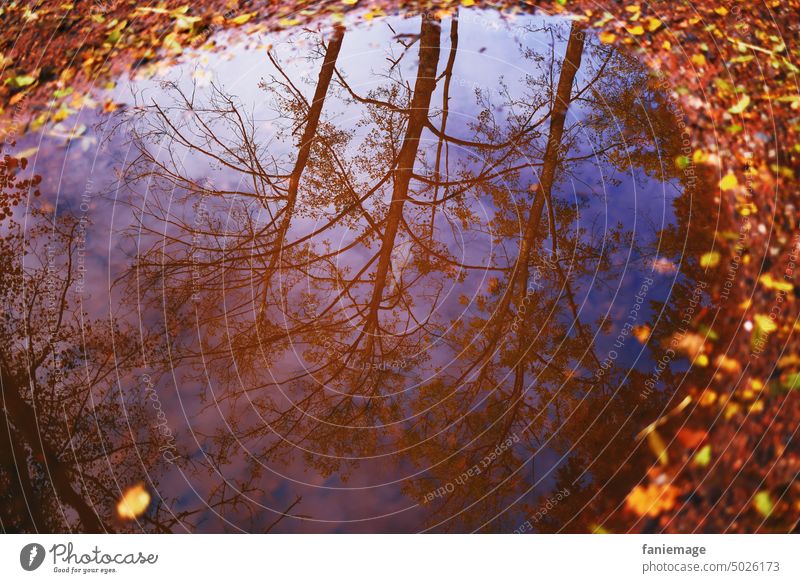 Divination it is very autumn! Puddle reflection Water trees Autumnal Decompose reddishly colored Autumn leaves cloud reflection Sky Reflection Forest