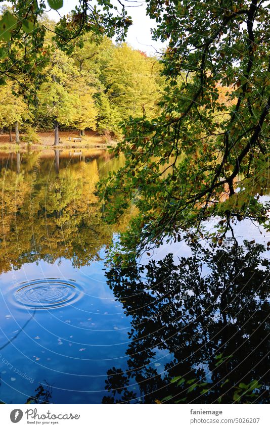 Weiher im Wald See Ufer Laubbaum Herbst Seeufer Sonnenschein Tropfen grün gelb dunkelblau Herbststimmung herbstlich