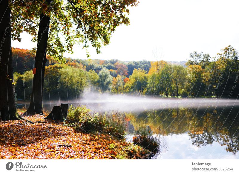 Herbstlandschaft am Weiher herbstlich Herbstfarben warme Farben Dunst Nebel aufsteigen morgens Waldrand Baum Bäume Herbstlaub orange grün Wasser See