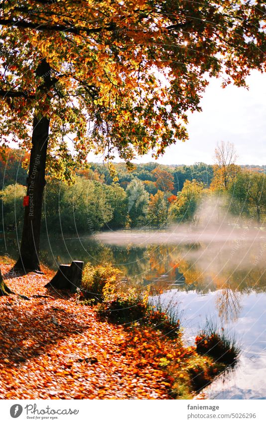 Dunst über'm Netzbachweiher Weiher See Herbstlaub Herbstlandschaft Landschaft Baumstamm Laub Bäume Nebel Ufer Wasseroberfläche warme Farben Herbststimmung