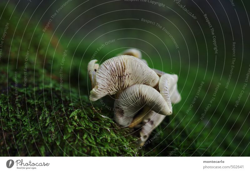 Recently in the forest Environment Nature Plant Wild plant Mushroom Forest Fragrance Authentic Fresh Small Juicy Gloomy Dry Soft Gray Green Colour photo