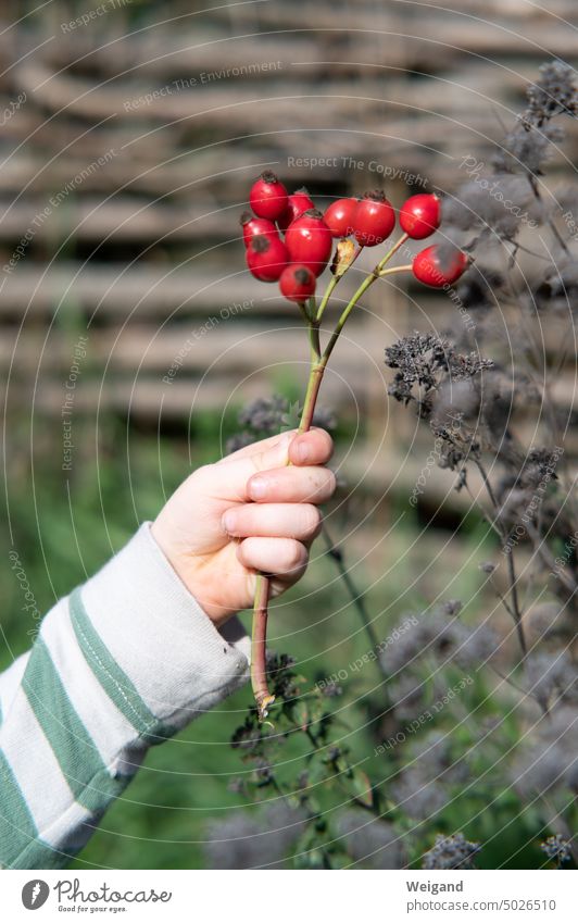 Child holding bush with rose hips Rose hip Mature Harvest Nature Red Fruit Plant Summer pink Garden Autumn Seasons naturally out Branch Hand