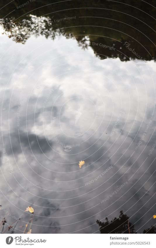 schwebendes Blatt grau in grau Herbst Wasser See treibend Stimmung Wolken moody